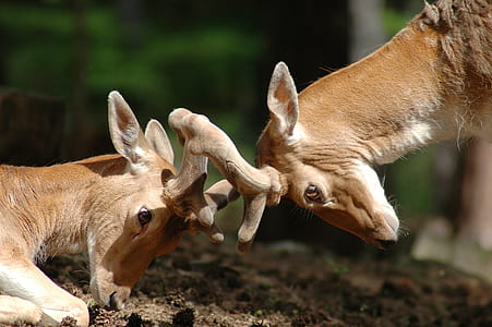 closeup photo of two deers thumbnail