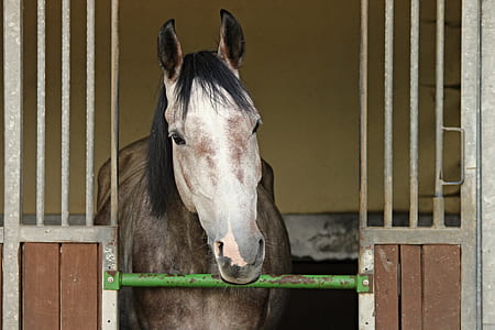 brown horse inside cage thumbnail