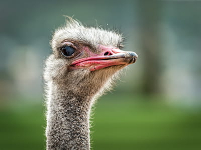 Close-up Photo Of Ostrich thumbnail