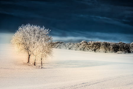 trees covering with snow thumbnail