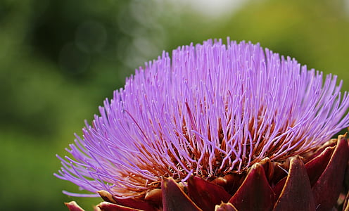 purple flower in close-up photography thumbnail