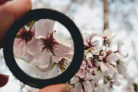 Pink Floral Selective Focus Photography thumbnail