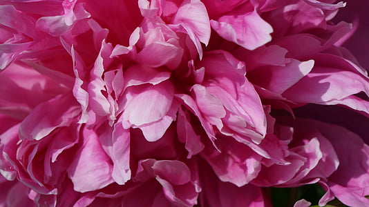 close-up photo of pink peony flower thumbnail