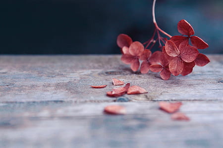 selective focus photo of brown leafed plants thumbnail