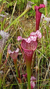 Red and white pitcher plants growing from a bog in a greenhouse. thumbnail
