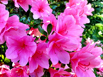 pink petaled flowers surrounded with green leafed plants thumbnail