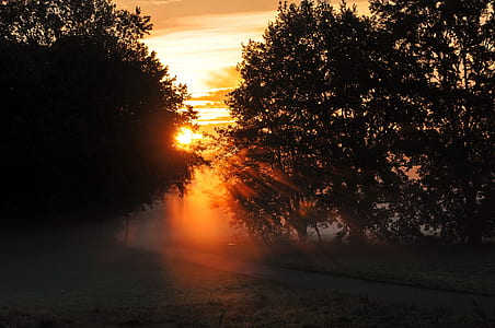 silhouette photography of trees thumbnail