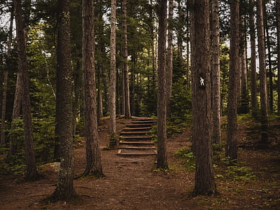 nature, sand, forest, trees thumbnail