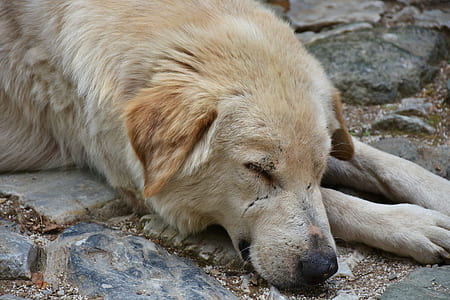 shallow focus photography of dog lying on ground thumbnail
