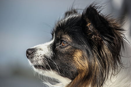 close-up photography of black and white dog thumbnail