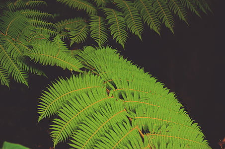 green leaf plant with black background thumbnail