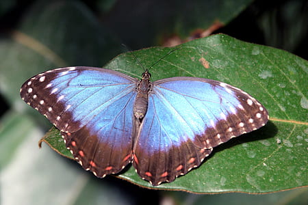 brown and blue butterfly on green leafed plant thumbnail