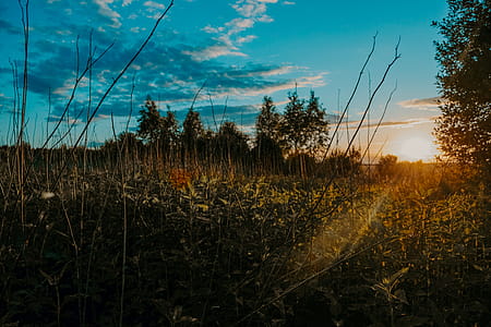 Green Leafed Plants Photography Under the Blue Sky thumbnail