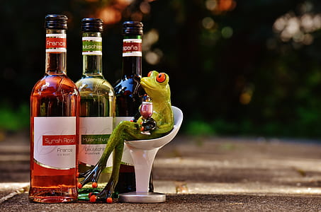 frog sitting on bar stool beside tree bottles thumbnail