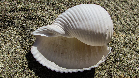 white seashell on white sand thumbnail