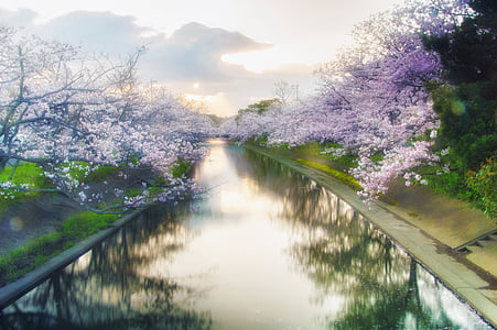 purple flower tree with river thumbnail