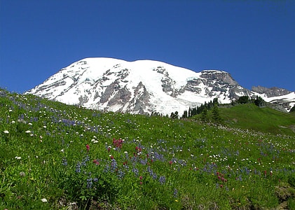Wildflower Meadow near Paradise in Mount Rainier National Park, Washington thumbnail