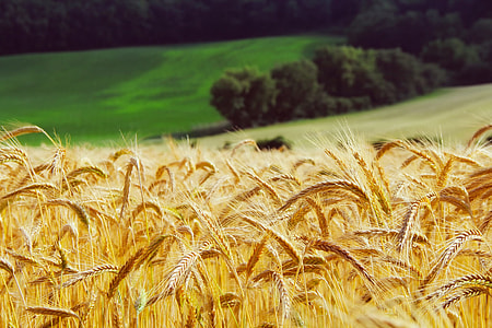 selective focus, photography, Wheat, plants, summer, landscape thumbnail