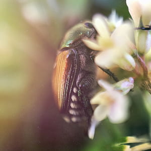 shallow focus photography of green and yellow bug thumbnail