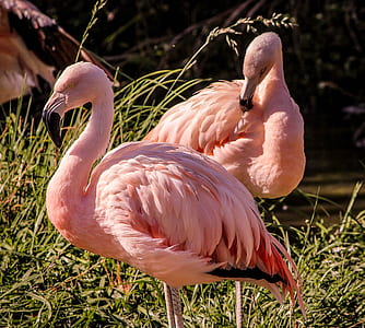 two pink flamingos surrounded with green grass at daytime thumbnail