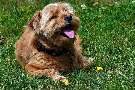 close-up photo of long-coated brown puppy on green grass thumbnail