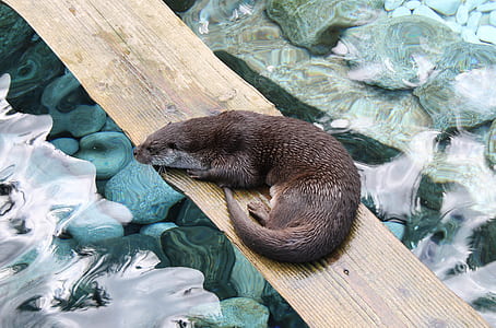 brown animal prone lying on wood plank above body of water thumbnail