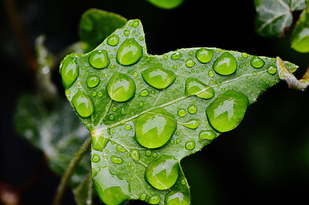 water dew on green leaf thumbnail