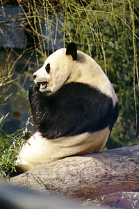 panda sitting on brown tree trunk thumbnail