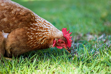 brown hen on grass field thumbnail