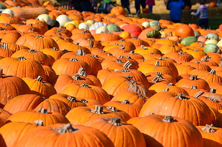 bunch of pumpkins thumbnail