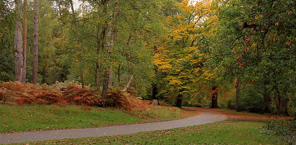 landscape photography of forest thumbnail