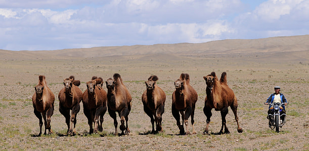 brown camels thumbnail