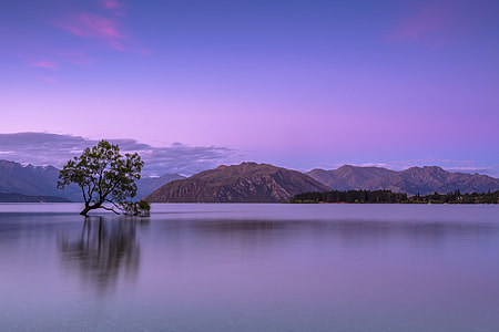 green tree in the middle of body of water with mountain view thumbnail