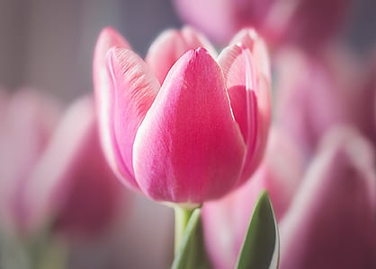 macro shot photography of pink tulip thumbnail