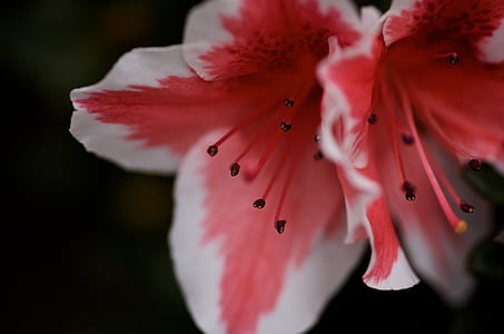 close-up photo of a red and white hibiscus thumbnail