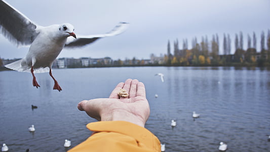 person feeding ring-billed gull thumbnail