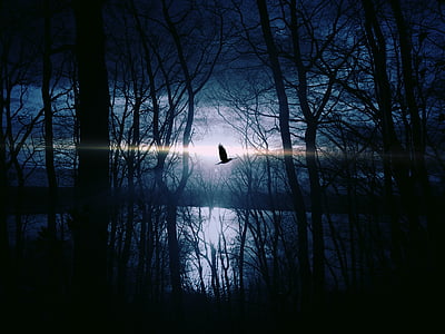 trees behind body of water thumbnail
