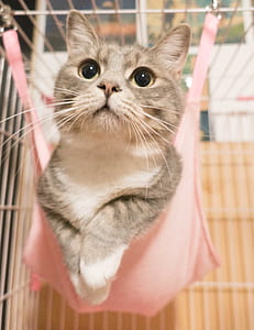 Gray Tabby Kitten thumbnail