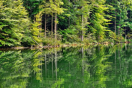 body of water surrounded by trees thumbnail