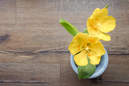 photo of yellow petaled flowers thumbnail