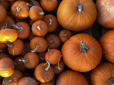 flat lay photography of squashes thumbnail