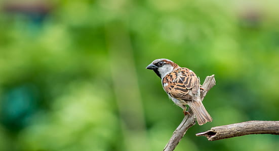nature, bird, animal, blur thumbnail
