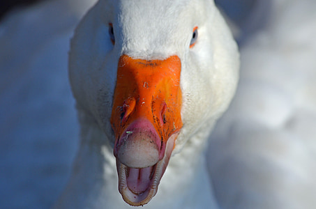 selective focus photography of white duck thumbnail