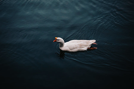 white duck on body of water thumbnail