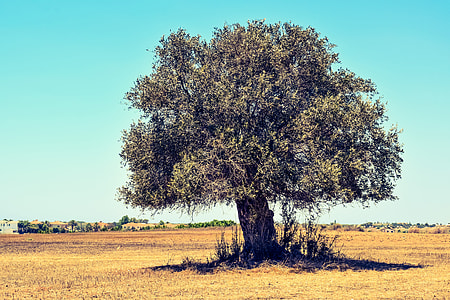 green leafed tree under blue sky thumbnail