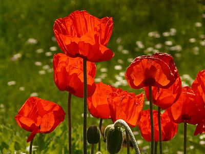 red flower thumbnail