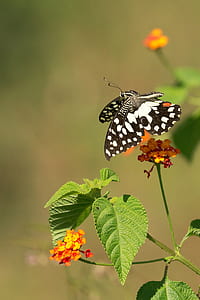 white and black butterfly about to perched on orange petaled flowers thumbnail