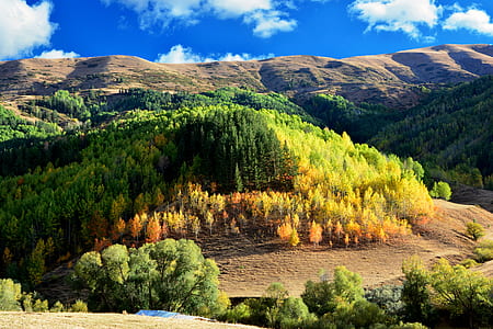 pine trees beside mountain during daytime thumbnail