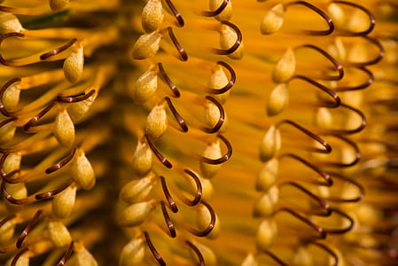 macro photo of flower stamen thumbnail