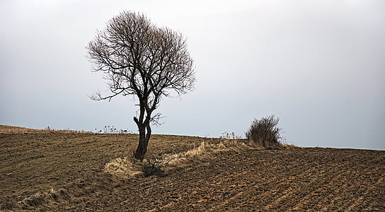 withered tree on desert photo thumbnail